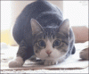 IMG_0527.GIF