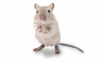 gerbil.png