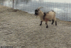 upload_2023-3-5_7-41-34.gif