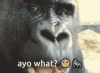 IMG_3664.gif