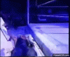 upload_2023-10-12_3-29-21.gif