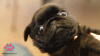 anigif_enhanced-buzz-5364-1384182505-24.gif
