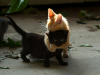 upload_2015-12-11_19-55-41.png