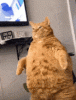 cat-fat.gif