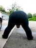 butt1.jpg