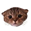 :cat3forvouch:
