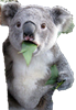 :koala6: